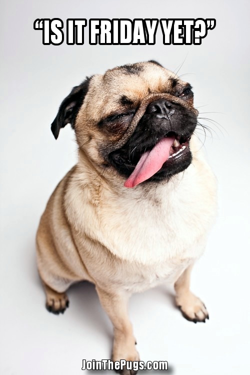 where can i get a pug join the pugs gt is it friday yet where can i get a pug join the pugs gt is it friday yet