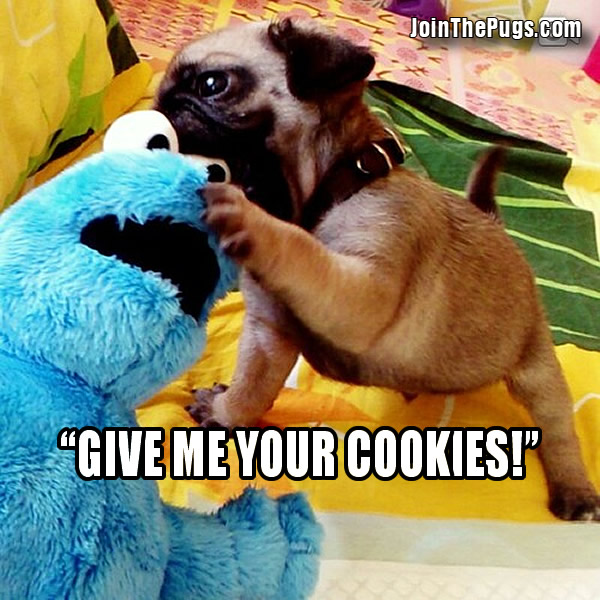 cookie pug cookie versus pug join the pugs cookie pug cookie versus pug join the pugs