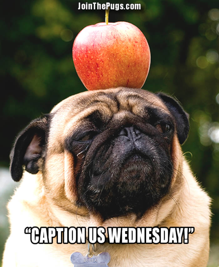 pug captions join the pugs gt caption us wednesday september 25 2013 pug captions join the pugs gt caption us wednesday september 25 2013