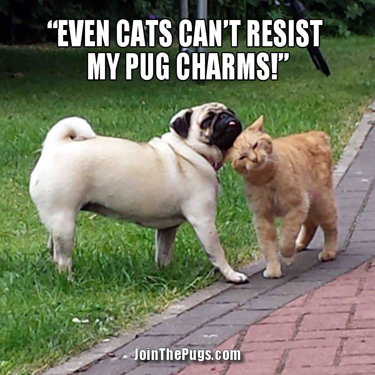 you pug join the pugs gt pug charms you pug join the pugs gt pug charms