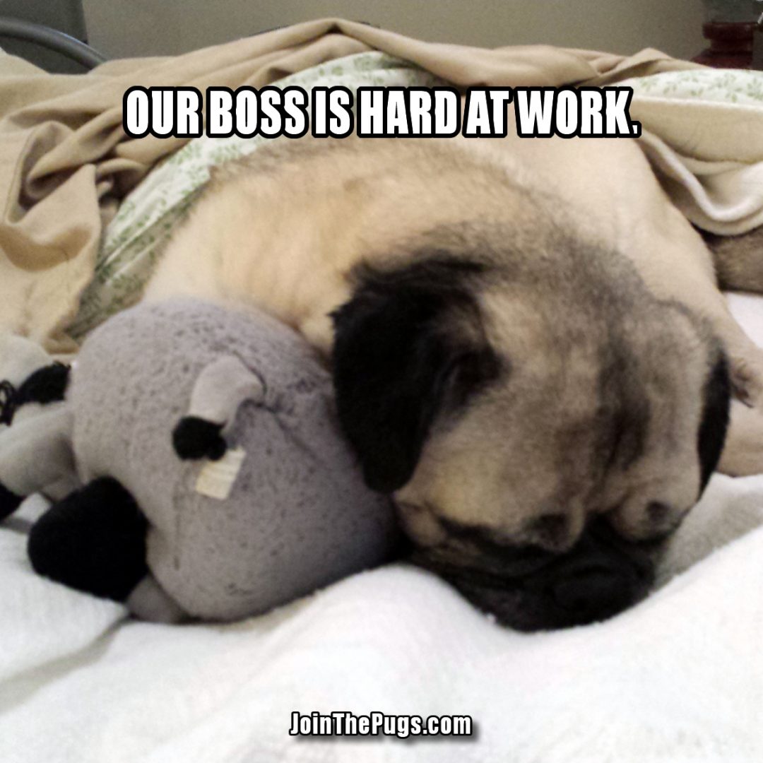 pug to work join the pugs gt working like a pug to work join the pugs gt working like a