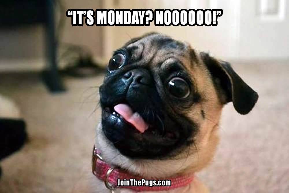monday pug join the pugs gt monday monday pug join the pugs gt monday
