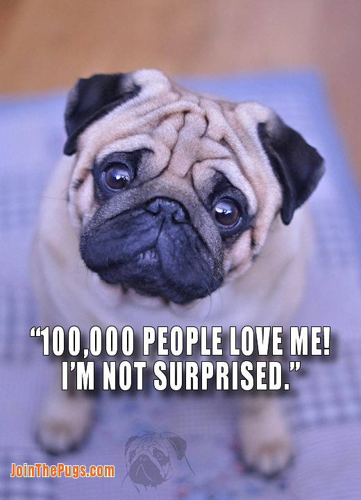 100,000 Pug lovers on Facebook