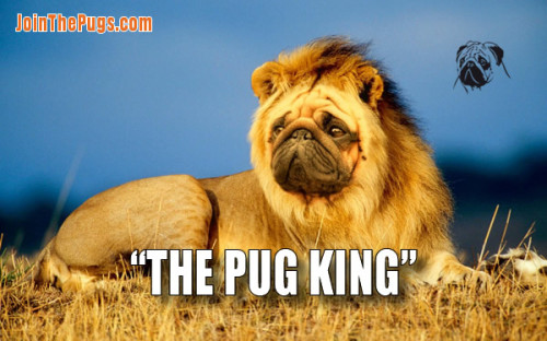 The Pug King