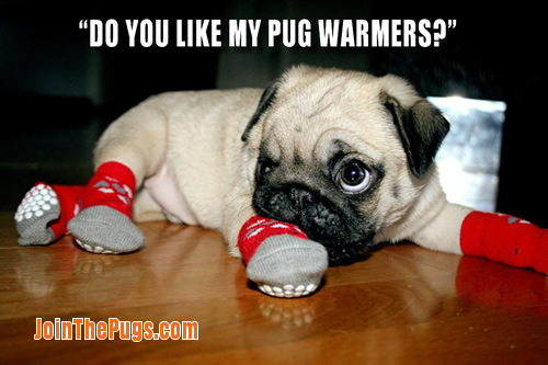 What do you think of my Pug warmers?