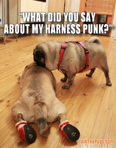 Pugs Take No Guff