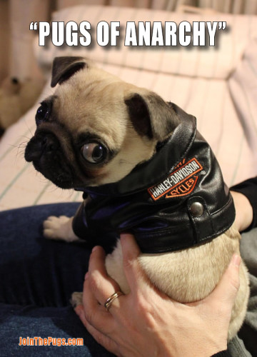 Pugs of Anarchy - Dexter