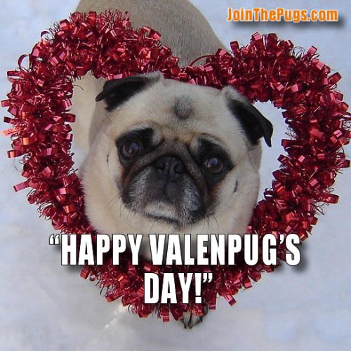 Happy ValenPug's Day