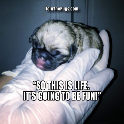 Baby Pugs Pictures