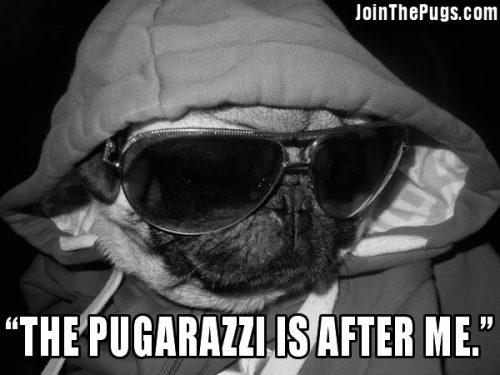 Pugarazzi