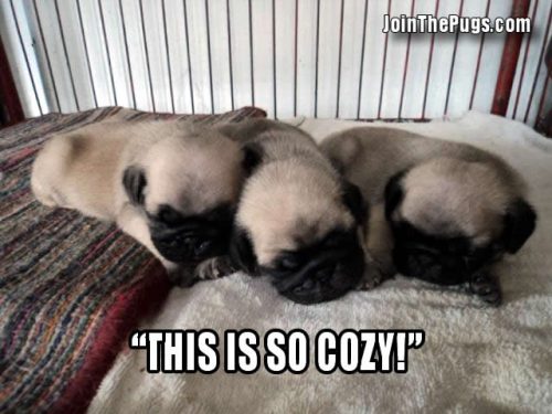 Cozy Pugs