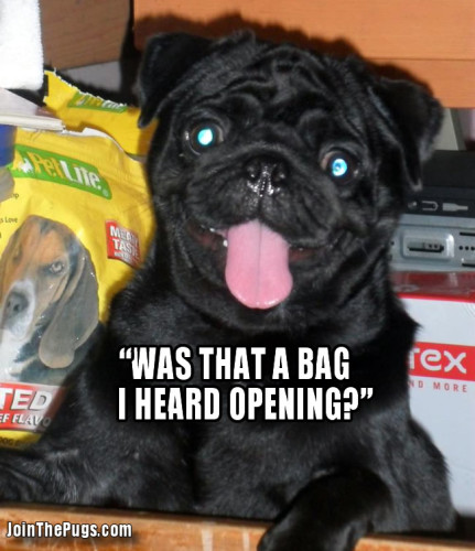 Snack Bag Pug