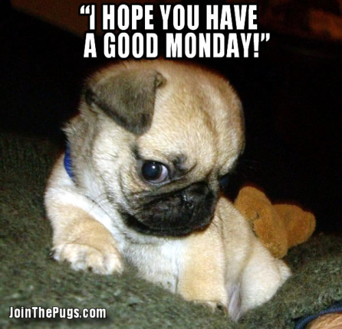 Happy Monday Says Pug