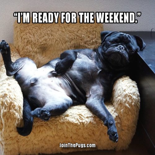 Pug is weekend ready