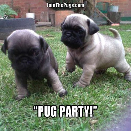 Pug Party