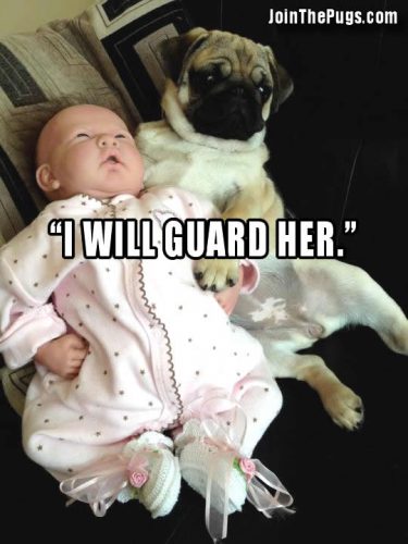 Pug Promises to Guard Baby