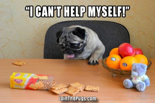 Pug Can't Help Himself