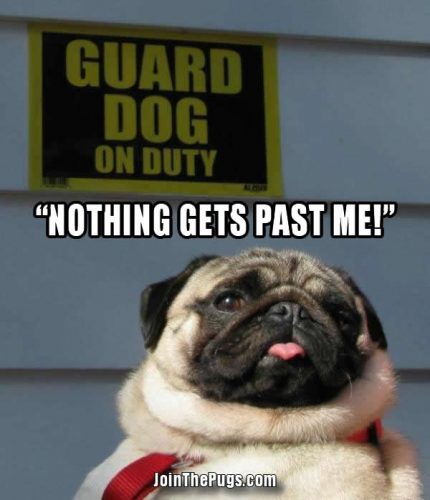 Guard Pug on Duty