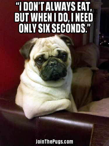 The Most Interesting Pug in the World