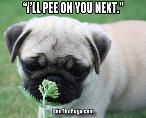 The Truth About Pugs