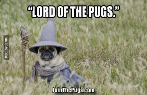 Lord of the Pugs