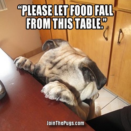 Pug Prays for Food