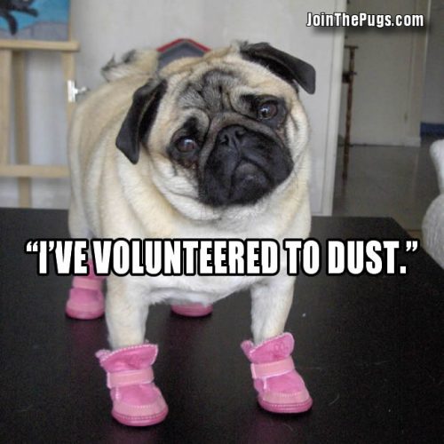 Pug Volunteers to Work