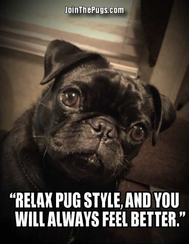 Relax Like a Pug
