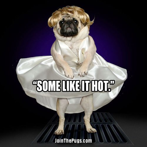 A Pug Tribute to Marilyn