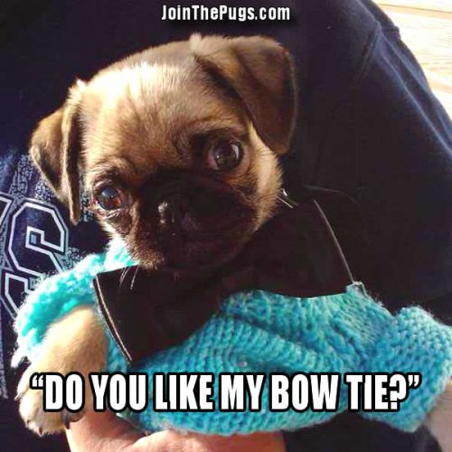 Bow Tie Pug