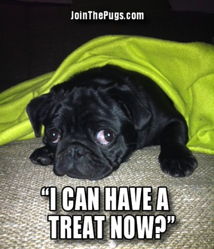 Ever Patient Pug