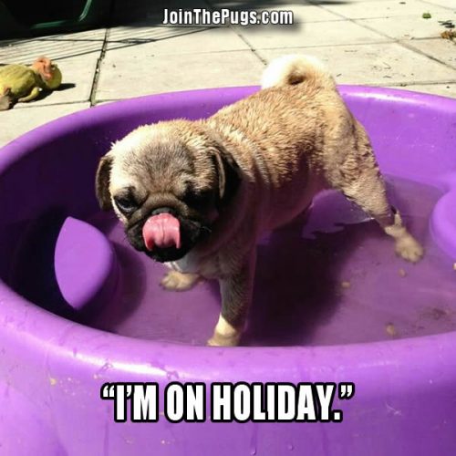 Holiday Pug
