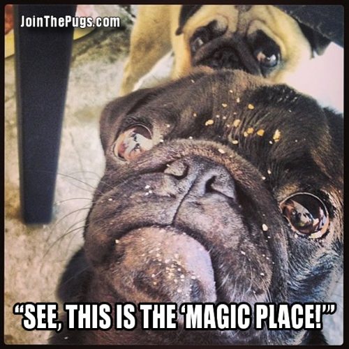 Pixie Dust Pug