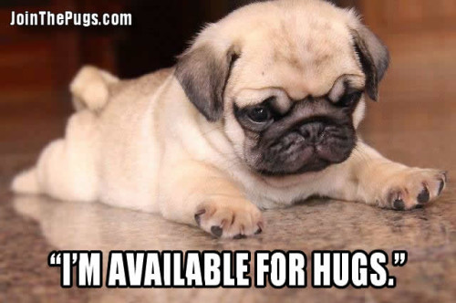 Pug Hugs All Around