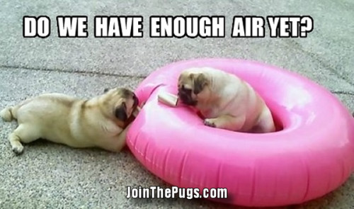 Pug Pool Float