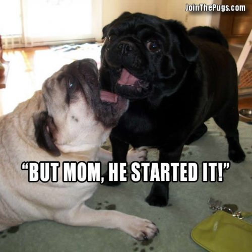 Pug Sibling Rivalry