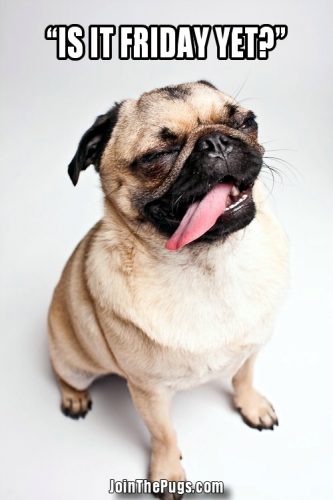 Pug eager for the weekend