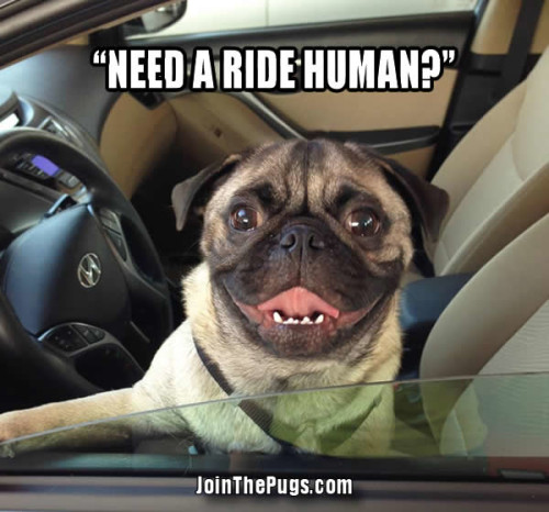 Pug joy ride