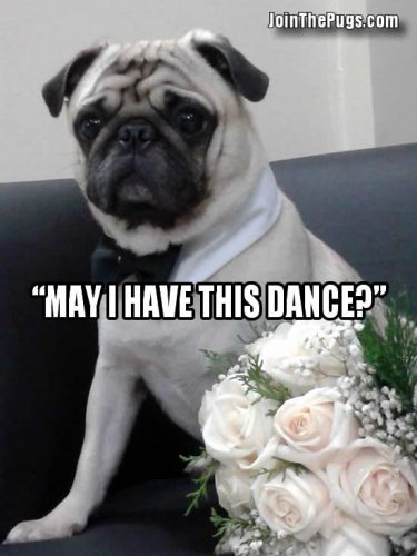 Pug prom king