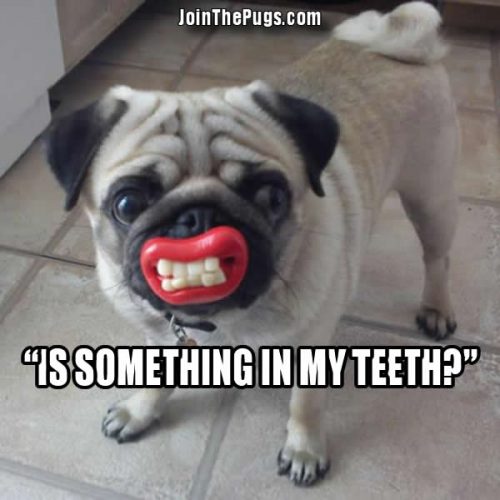 Pug wants dental veneers
