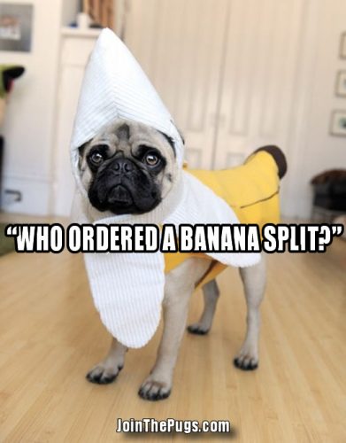 Who ordered the banana split Pug