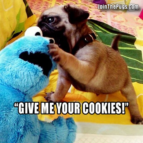 Cookie Monster vs Pug