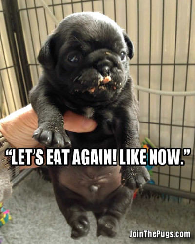 Pug Eats