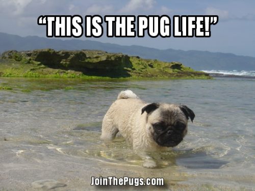 Summer Pugs