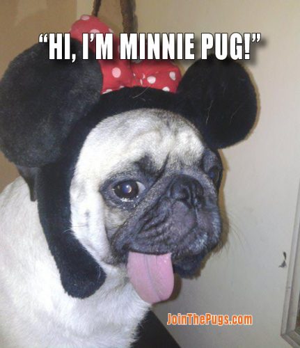 Akshi Tandon - Minnie Mouse Pug