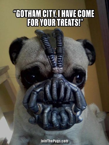 Bane Pug