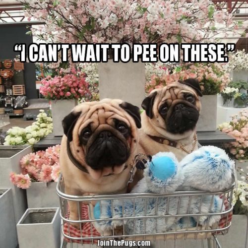 Garden Pugs