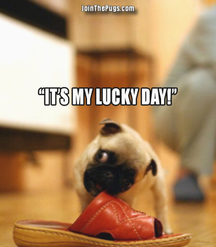 It's my lucky day Pug