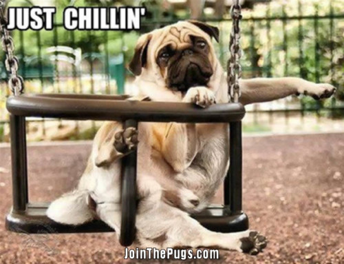 Just Chillin' - Pug Style