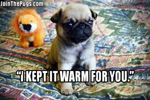 Keeping It Warm Pug